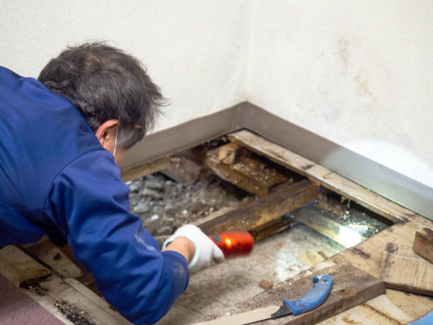 Best Bathroom Mold Remediation in Tipton, CA