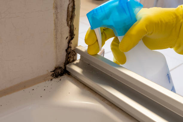 Best Insurance-Related Mold Remediation in Tipton, CA