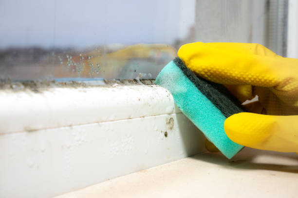 Tipton, CA Mold Remediation Company