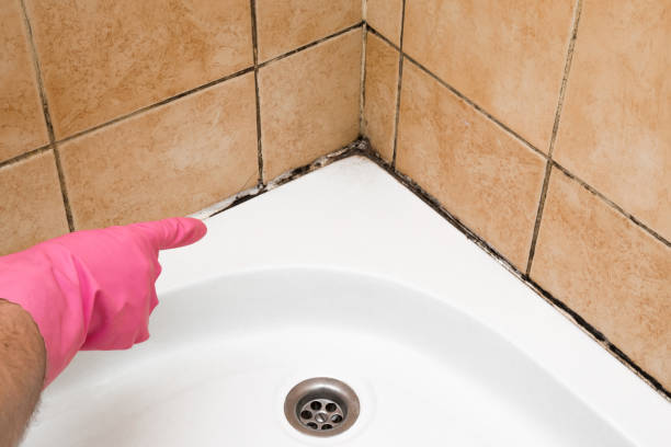 Best Emergency Mold Remediation in Tipton, CA